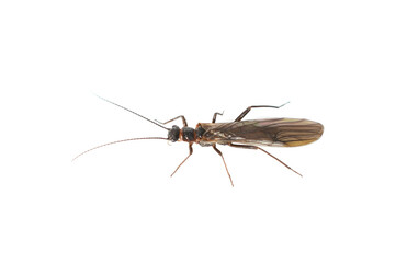 Closeup on dark coloured stonefly plecoptera isolated on white background