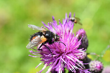 Tachnina fera black an brown fly on thistle flower