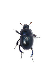 The dung beetle Anoplotrupes stercorosus isolated on white background