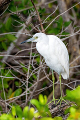 Juvenile white Egret perched on a mangrove branch in Ding Darling National Wildlife Refuge on Sanibel Island Florida, USA.