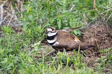 Killdeer Plover protecting it's ground nest on the Wyoming prairie.