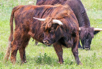 Scottish Highland bulls grazing in the green summer meadow in northwest Wyoming in summer