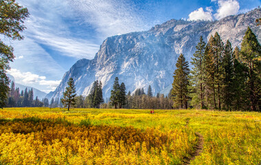 Yosemite Valley meadow view with cliffs