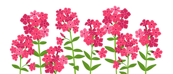 Phlox, vector drawing flowers at white background, hand drawn botanical illustration