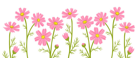 cosmos, vector drawing flowers at white background, hand drawn botanical illustration