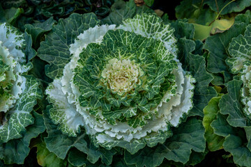cabbage in the garden, green background. High quality photo
