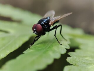 fly on leaf