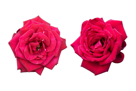 Red rose flowers isolated on transparent background	