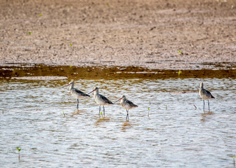 Wild snipes in Xuan Thuy National Reserve, Namdinh