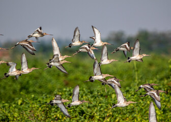 Wild snipes in Xuan Thuy National Reserve, Namdinh