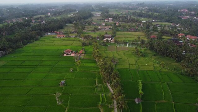 Aerial view of a paddy rice field near Ubud town in Bali island, Indonesia.