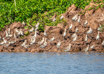 Wild snipes in Xuan Thuy National Reserve, Namdinh