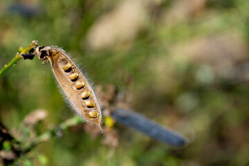 A close up image of a single open scotch broom seed pod with the seeds still intact.