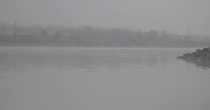 Foggy River Ducks V-Log