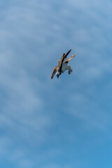 osprey in flight diving
