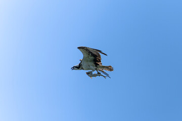 osprey in flight with a fish