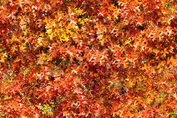 Red oak, Vibrant red leaves, Seasonal colors, Red oak in the fall, Autumn nature,