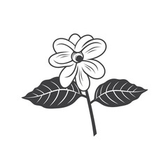 illustration of jasmine, flower, vector art.