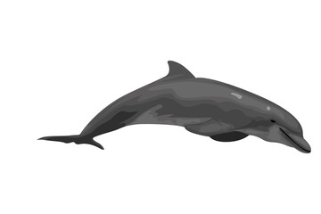 Fototapeta premium dolphin isolated on transparent background