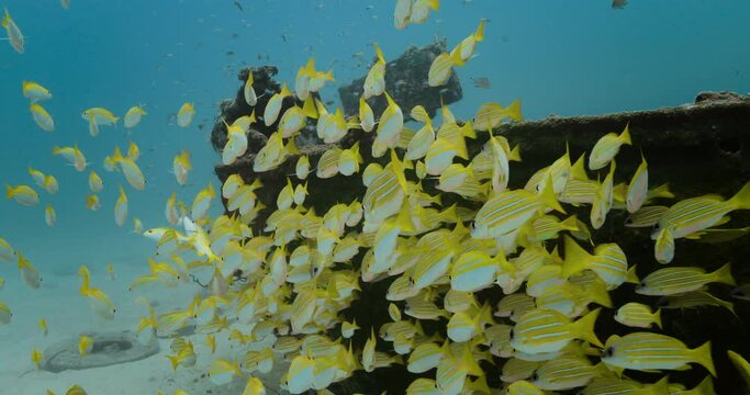 Beautiful view of colorful fishes near a shipwreck in the ocean.