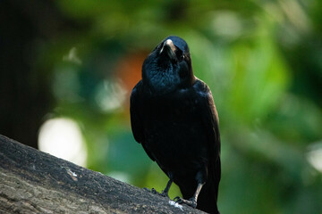 Common raven / Black Crow 