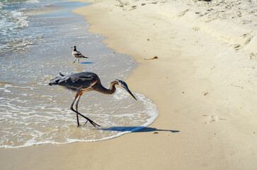 October Walk on the Beach, Alabama Point Beach and Perdido Pass, Orange Beach, Alabama