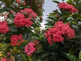 Clusters of red ixora flowers and leaves (Ixora coccinea)