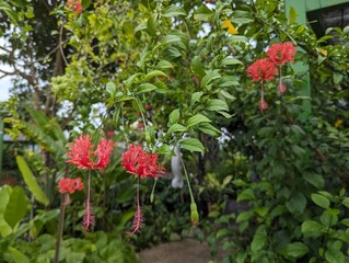 Red Hibiscus schizopetalus growing on tall shrub