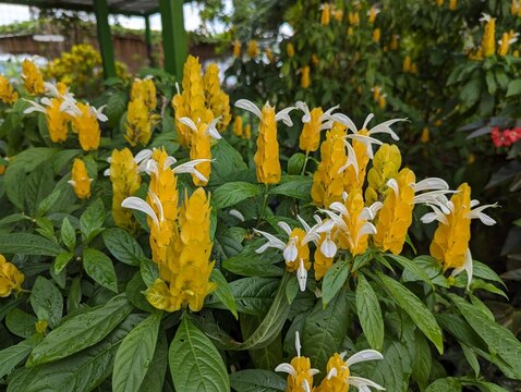 Yellow bracts with white wings flowers of Golden Shrimp plant (Pachystachys lutea)