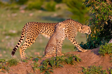 Cheetah and Cub