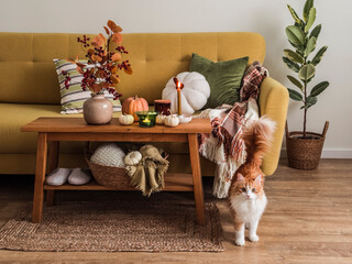 Autumn interior living room - yellow sofa with pillows and blankets, wooden oak bench with autumn flowers, pumpkins and adorable red cat. Autumn mood