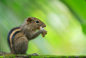 squirrel on a tree