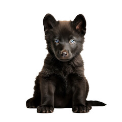 Black wolf,Black puppy isolated on transparent background,transparency 