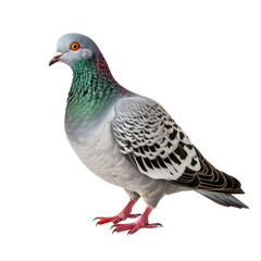 Columbidae Bird,Pigeon isolated on transparent background,transparency 