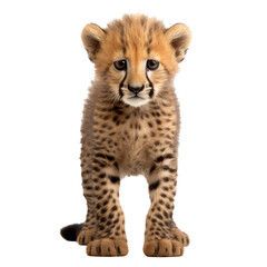 baby cheetah isolated on transparent background,transparency  - obrazy, fototapety, plakaty