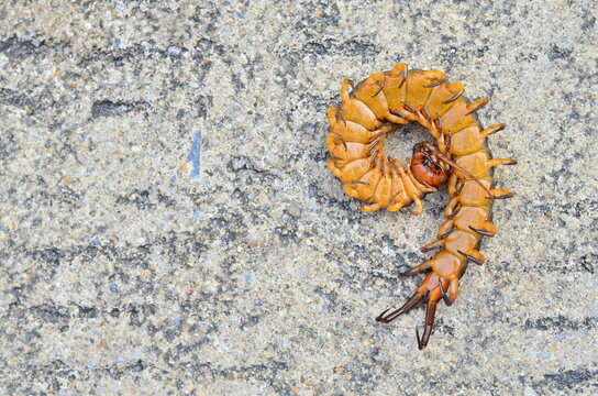 Centipedes are invertebrates. The head of most centipedes is flat. The tip of the head has a pair of antennae. The base of the antennae has a group of light-sensing organs or single eyes (ocelli).