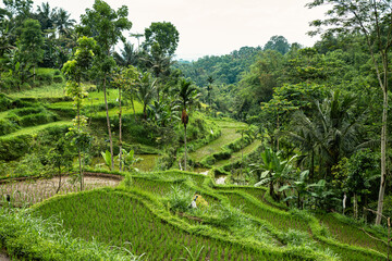 Fototapeta na wymiar Panoramic view of vast terraced rice fields in the rural area of Tetebatu village in the island of Lombok in West Nusa Tenggara, Indonesia