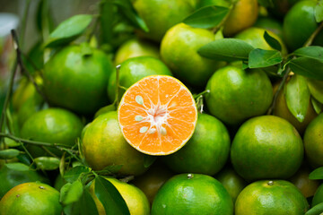 Delicious orange cut in half Displayed together with several green oranges.