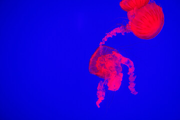 Jelly fish on colorful background in an aquarium in Toronto, Canada