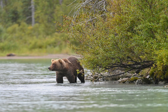 A large Brown Bear (Ursus arctos) searches for sockeye salmon in Crescent Lake, in the heart of the Chigmit Mountains, part of Lake Clark National Park and Preserve, Alaska.
