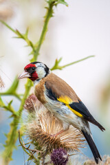 European goldfinch, feeding on the seeds of thistles. Carduelis carduelis.