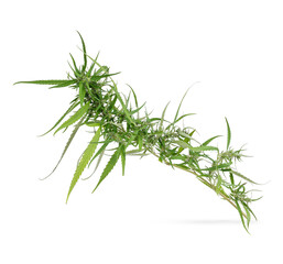 Marijuana trees for medical use are used separately isolated on white background