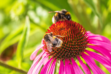 A closeup shot of a bee collecting pollen on a purple echinacea flower