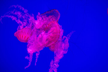Jelly fish on colorful background in an aquarium in Toronto, Canada