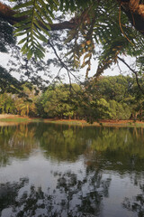 Fototapeta na wymiar view of tree branches over the lake