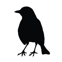Thrush Silhouette on White