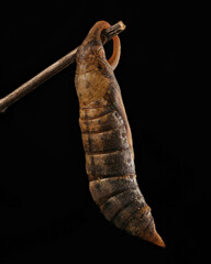 pupa