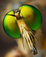 close up of a fly