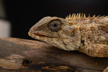 close up of a lizard