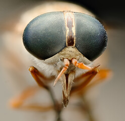macro of a bug